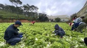 Zero-dong vegetables massively flock to HCMC from Da Lat