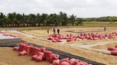 Paddy piled up waiting in vain for traders in Mekong Delta provinces