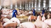 Imported pork not cause steep drop in live pork prices: MARD