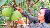 Green-skin grapefruit cultivation has guaranteed a stable income for farmers in Ben Tre. (Photo: Sggp)