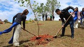 First cherry blossom trees are planted on Langbiang mountain.