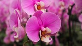 Phalaenopsis orchid reaches full bloom in Quang Tri