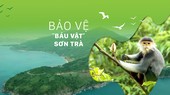 Efforts made to protect “treasure” of Da Nang