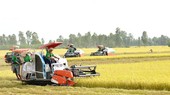 Farmers in the Long Xuyen Quadrangle are harvesting rice. (Photo: SGGP)