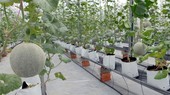 Cantaloupe melons are grown in a greenhouse in the HCMC Agricultural High-tech Park in CuChi district. (Photo: VNA)