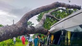 A number of trees are uprooted or felled by strong winds. (Photo: SGGP)