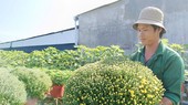 Những chậu cúc mâm xôi “khổng lồ” của ông Đức