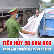Podcast bản tin ANTT 23-10: Xử phạt chủ xe, buộc tiêu hủy 58 con heo đang vận chuyển vào vùng có dịch