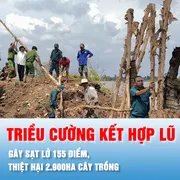 Podcast bản tin tối 25-10: Triều cường kết hợp lũ gây sạt lở 155 điểm, thiệt hại 2.900ha cây trồng