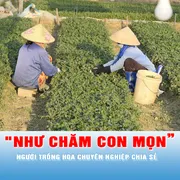 Podcast tin tối 25-11: Người trồng hoa tết phải ở ngay tại ruộng để “cảm nhận thời tiết như hoa”