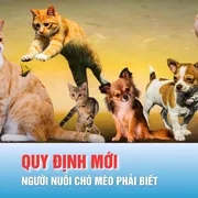 Podcast tin trưa 25-11: Những quy định bắt buộc đối với người nuôi chó mèo