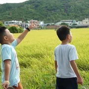 Podcast: Thương nhớ cánh đồng