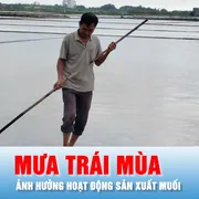 Podcast bản tin tối 27-2: Mưa trái mùa ảnh hưởng hoạt động sản xuất muối