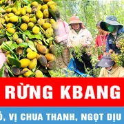 Mùa thu hoạch loại quả được giới yêu ẩm thực săn đón