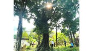 The 700-year-old Gold Apple tree (or yellow Diospyros decandra Lour ) in Kim Son village in Kim Hoa Commune of the mountainous district of Huong Son in the northern central province of Ha Tinh has been recognized as a heritage tree. (Photo: SGGP)