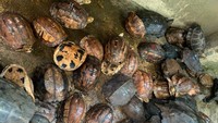 Turtles are found at Hoang Minh Trien's house (Photo: Internet)