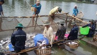 Aquatic product exports likely to earn US$9 billion in 2021: Experts