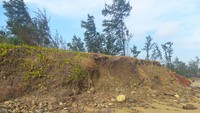 High tide causes coastal erosion in Quang Ngai Province