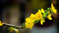 春花