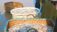 Cá cơm biển tươi rói được ngư dân đánh bắt đưa vào bờ