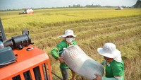 Nông dân vùng ĐBSCL thu hoạch lúa vụ đông xuân