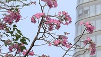 Những cung đường ngắm hoa kèn hồng người trẻ yêu thích