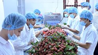 Five-month fruit and vegetable export turnover reaches US$1.4 billion
