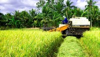 Rice farmers enjoy bumper harvest, high prices in Mekong Delta