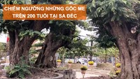 Chiêm ngưỡng những gốc me trên 200 tuổi tại Sa Đéc