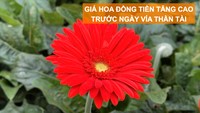 Giá hoa đồng tiền tăng cao trước ngày Vía Thần Tài