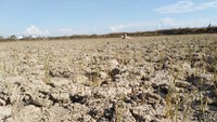 Rice fields in Nghe An Province are dry because of hot temperatures and a shortage of water. (Photo: SGGP)