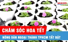 TPHCM: Nông dân ngoại thành tất bật chăm sóc hoa Tết
