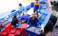 Ngư dân Quảng Ngãi bội thu cá cơm “lộc biển” đầu năm