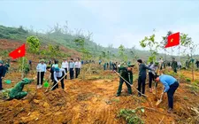 Trồng cây xanh tại xã Thiên Cầm, tỉnh Hà Tĩnh 