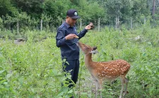 Ngắm đàn hươu sao, nai giữa thảo nguyên xanh Kon Ka Kinh