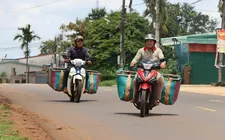 Ngược xuôi gom bơ mùa thu hoạch