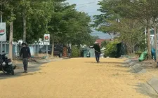 Tái diễn tình trạng phơi lúa trên đường