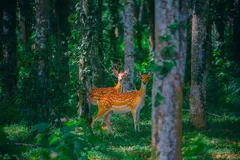 Vườn quốc gia Cúc Phương lần đầu mở tour đêm