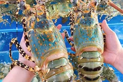 Thị trường Trung Quốc 'ăn' mạnh tôm hùm Việt