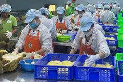 Xuất khẩu sầu riêng đông lạnh tăng mạnh