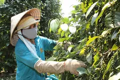 Gia vị Việt 'kẹt đường' đi châu Âu vì giấy chứng nhận