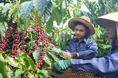 Cà phê lập kỷ lục về giá trị xuất khẩu sau 7 tháng