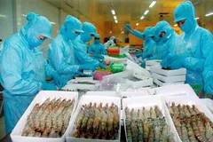 Xuất khẩu tôm tăng mạnh ở các thị trường lớn