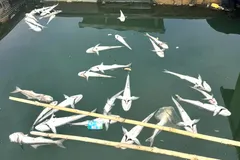 TPHCM điều tra nguyên nhân cá chết hàng loạt tại xã Long Sơn