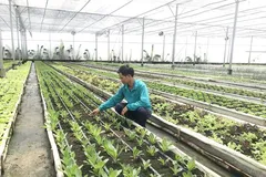 Nhờ đầu tư công nghệ cao, trang trại Công ty TNHH Nông nghiệp Nhất Thống tại huyện Nhà Bè đạt 3 tiêu chuẩn hữu cơ của Mỹ, Nhật Bản và EU