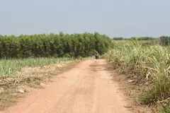 Đồng Nai: Hàng trăm hécta đất rừng bị lấn chiếm