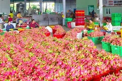 Lâm Đồng: Hàng trăm tấn nông sản chưa được cấp chứng thư xuất khẩu
