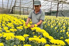 Sở Công thương TPHCM nói gì về đề nghị mở lại chợ hoa Đầm Sen của Lâm Đồng?