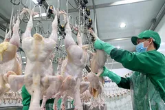 Hiệp hội Chăn nuôi gia cầm Việt Nam kiến nghị cần kích hoạt lò mổ để cứu giá gà đang rơi xuống đáy ở các tỉnh phía nam hiện nay. Ảnh: Thanh Niên
