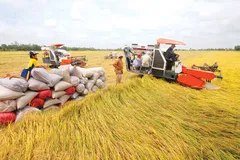 Nhiều các cơ sở sấy và xay xát lúa phải dừng hoạt động do không đáp ứng việc test nhanh Covid-19 khiến hàng triệu tấn lúa của nông dân tồn đọng, giá xuống thấp. Ảnh minh họa: VNE